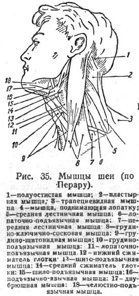 Мышцы шеи